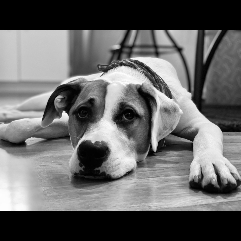 Meet your Posher, Angela